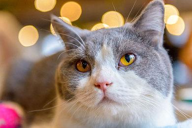 《流放之路2》新职业女巫实机演示 操控不死大军